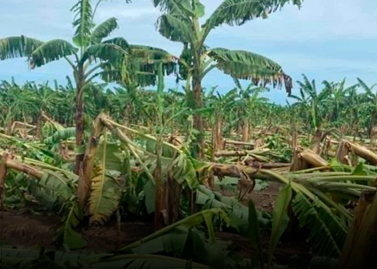 Sector agropecuario dominicano fue fuertemente golpeado por Fiona