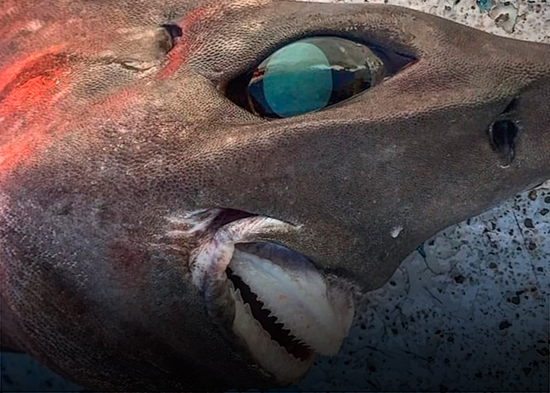 Atrapan un raro tiburón de aspecto aterrador, y este desconcierta a todos