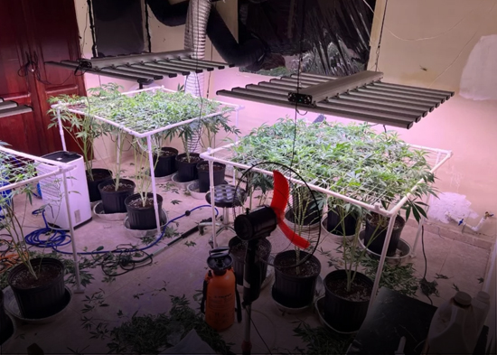 DNCD decomisa varias plantas de marihuana cultivadas en una casa en La Vega y arresta hombre