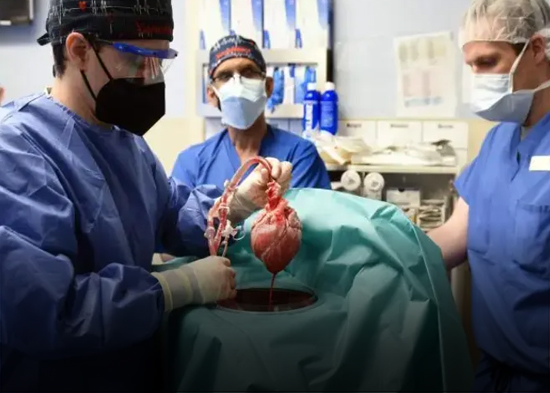 Realizan el segundo trasplante de un corazón de cerdo a un humano para intentar salvarlo