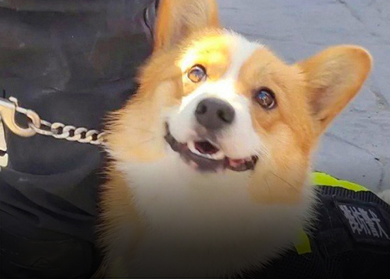 Conozcan a Fu Zai, el primer perro policía corgi de China (VIDEOS)