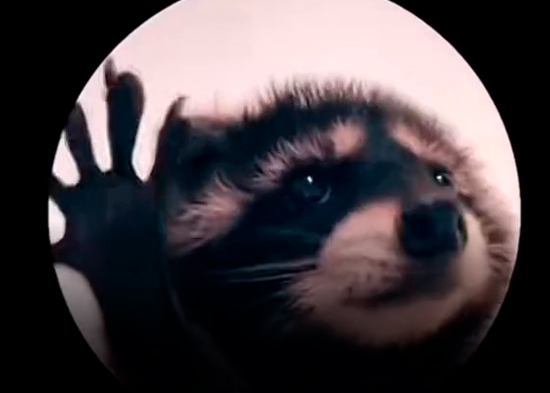 ¡Pedro, Pedro! El origen del tierno video viral de un mapache bailando la pegajosa canción