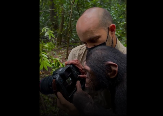 VIDEO: Una chimpancé sorprende al revisar 'profesionalmente' el trabajo de un fotógrafo