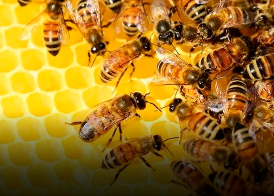 Denuncian el 70 % de la miel que se consume en el país, está adulterada