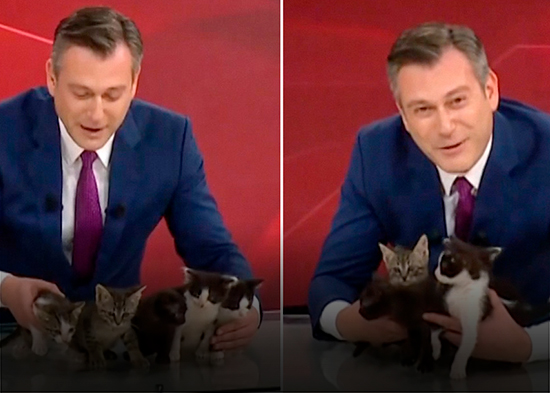 De la calle al estudio: cinco gatitos se adueñan de un noticiero y derriten corazones (VIDEO)