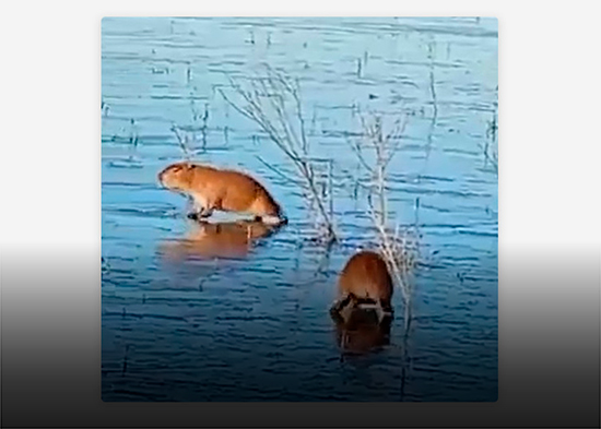 VIDEO: Capibaras quedan atrapados en una laguna argentina congelada por la ola polar