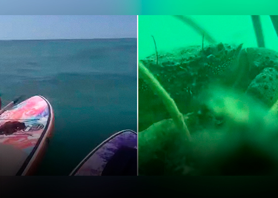 VIDEO: Un iPhone caído al mar termina en las ágiles pinzas de un cangrejo 'bloguero'
