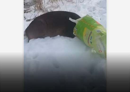 El "sospechoso enmascarado" resultó ser un ciervo enredado en una bolsa