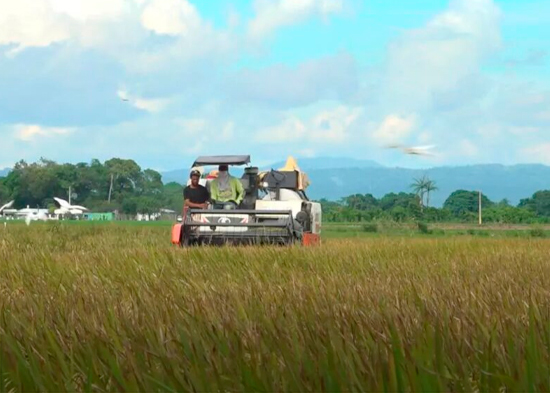 Producción de arroz cae mientras crecen importaciones en República Dominicana